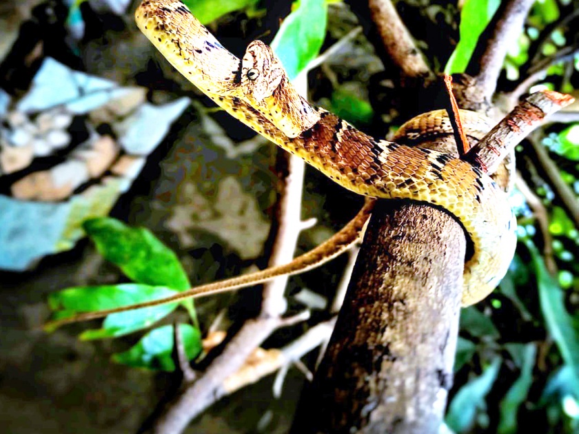 Hey father ...; Two and a half feet long semi venomous cat snake found in Solapur | अरे बाप रे...; सोलापुरात आढळला अडीच फूट लांबीचा निम विषारी मांजऱ्या साप