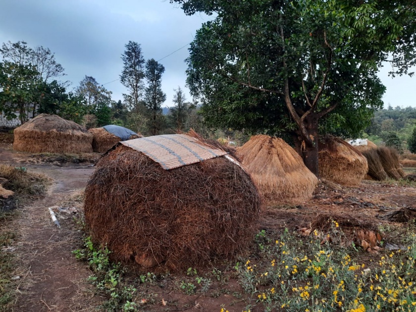 Damage to mango crop at Palsan, Umbarthan | पळसण, उंबरठाणला आंबा पिकांचे नुकसान
