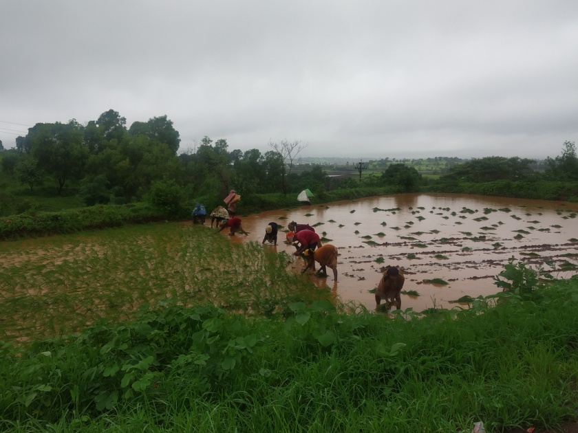 Heavy rains in Vaitarna area | वैतरणा परिसरात मुसळधार