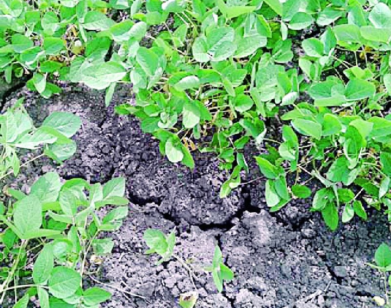 Due to lack of rain, crops at 4.15 lakh hectares are in danger | पावसाअभावी ४.१५ लाख हेक्टरवरील पिकांना धोका
