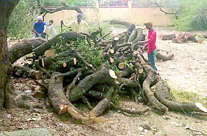 Kultur kills the trees for a hundred years | शंभर वर्षे झालेल्या वृक्षांची केली कत्तल