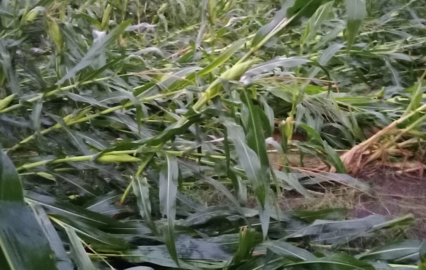 Heavy rains damage crops in Yeola taluka | येवला तालुक्यात शेतपिकांचे मुसळधार पावसाने नुकसान