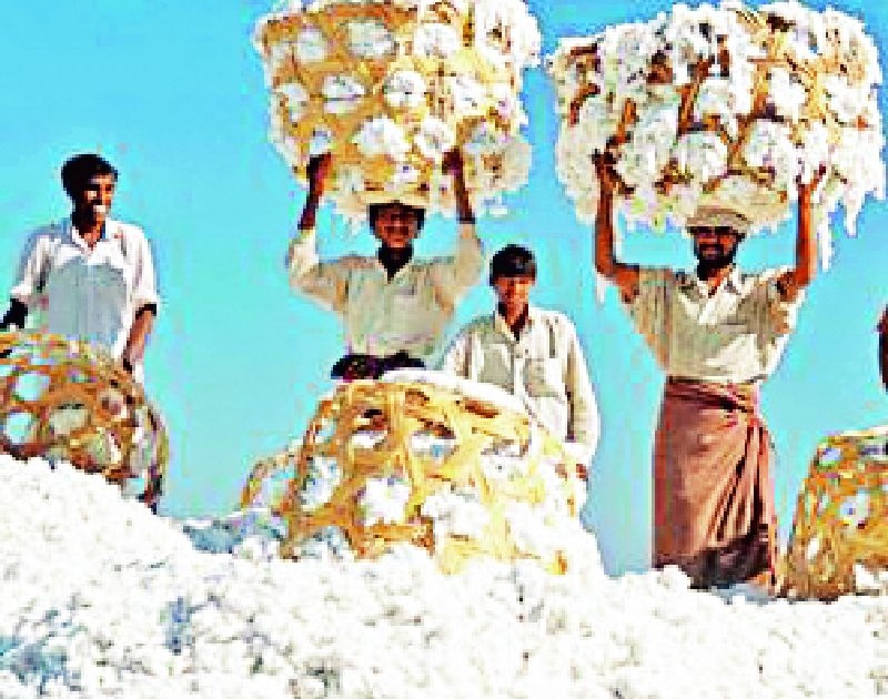 Farmers waiting to buy cotton | कापूस खरेदीची शेतकऱ्यांना प्रतीक्षा