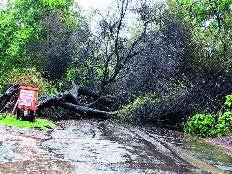  Delay in deleting trees lying on the road | रस्त्यावर पडलेली झाडे हटविण्यास विलंब