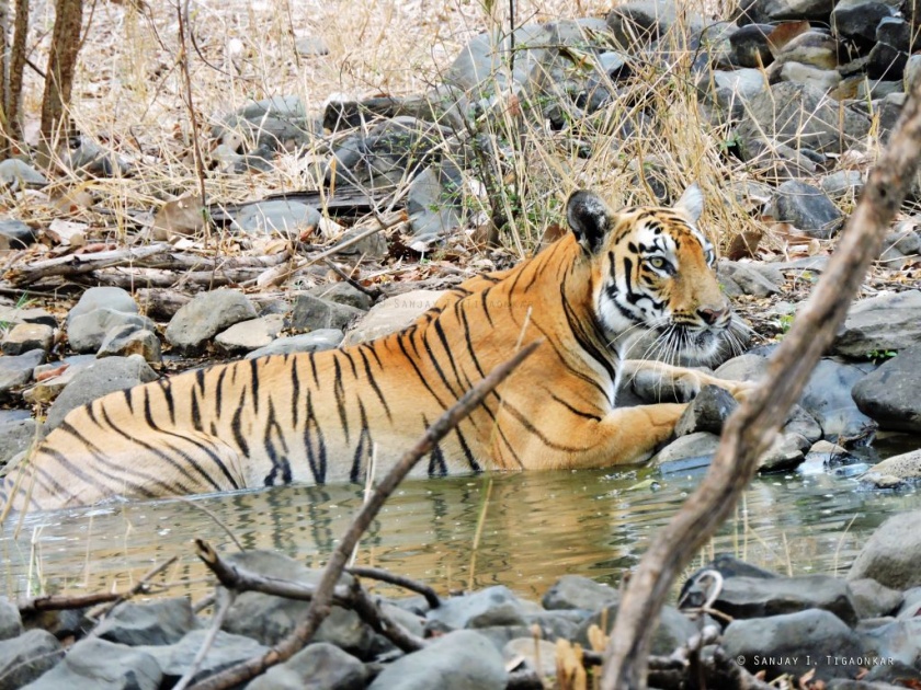 Bor Tiger Reserve is a new hot spot for forest tourism in central India | बोर व्याघ्र प्रकल्प मध्य भारतातील वन पर्यटनाचे नवे आकर्षण केंद्र