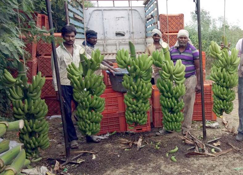 Twenty-five lakh income from banana garden; Pawanar farmer's courage | साडेचार एकर केळीच्या बागेतून बावीस लाखांचे उत्पन्न; पवनारच्या शेतकऱ्याचे धाडस