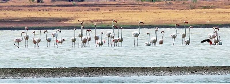 Flamingo arrives at Pothra Dam in Wardha district | वर्धा जिल्ह्यातील पोथरा धरणावर फ्लेमिंगोचे आगमन