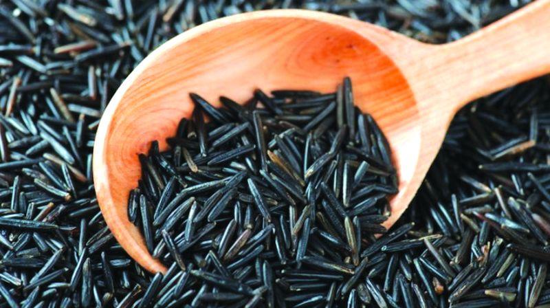Organic 'Black Rice' grown by farmers of Nagpur | नागपूरच्या शेतकऱ्यांनी पिकविला सेंद्रिय ‘ब्लॅक राईस’