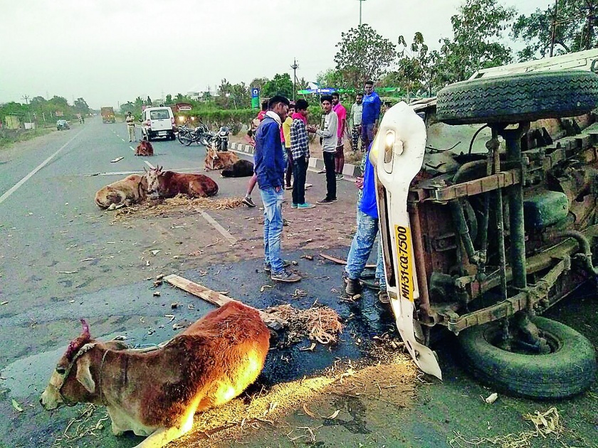 The vehicle carrying animals in Nagpur district has been reversed | नागपूर जिल्ह्यात जनावरांना कोंबून नेणारे वाहन उलटले