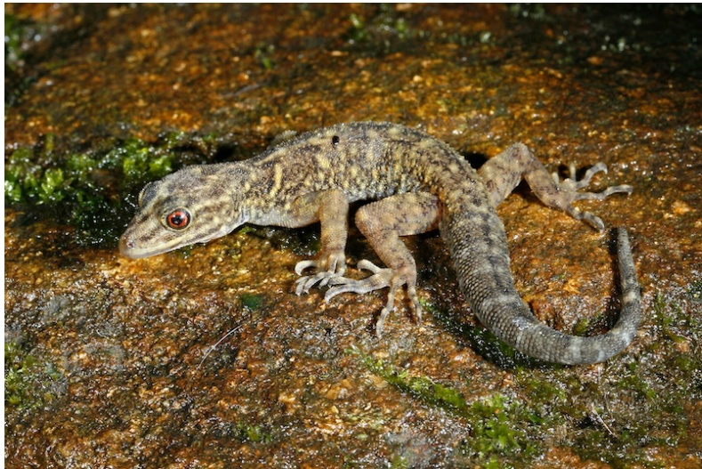 Researchers discover 12 new species of geckos in Western Ghats | पश्चिम घाटात आढळल्या पालीच्या तब्बल १२ नव्या प्रजाती; महाराष्ट्रातील तरुण संशोधकांचे संशोधन