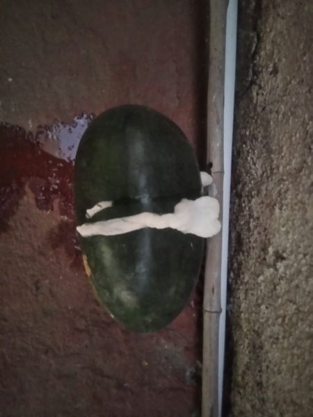 Watermelon explodes in Yavatmal | यवतमाळात टरबुजाचा झाला स्फोट! फेसही आला