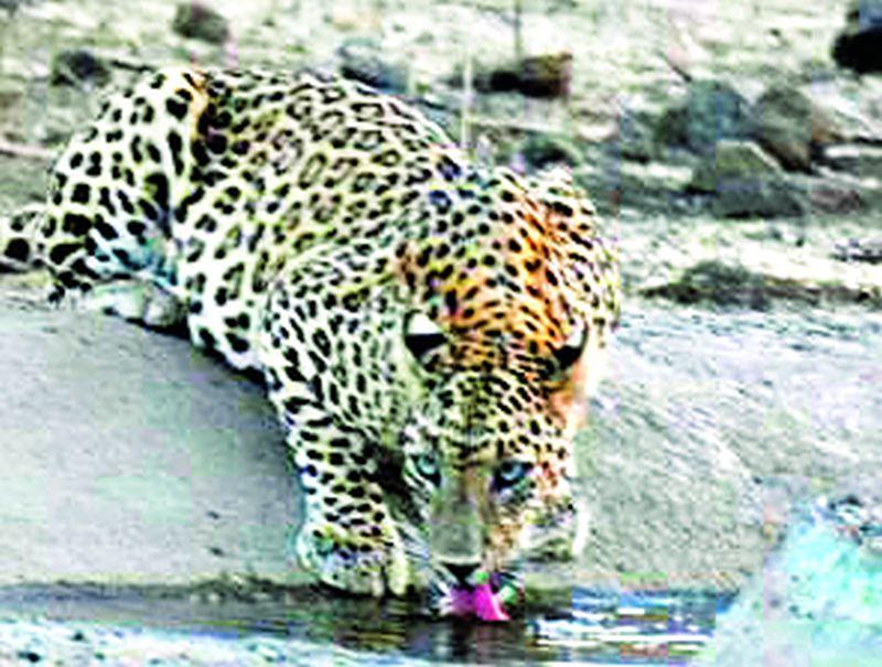 Free communication of leopards in Chirodi-Pohra forest | चिरोडी-पोहरा जंगलात बिबट्यांचा मुक्त संचार