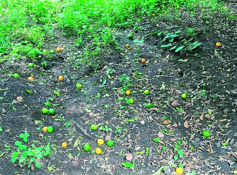 Risk of leakage of orange fruit due to overheating | अतिउष्णतेमुळे संत्रा फळांच्या गळतीचा धोका