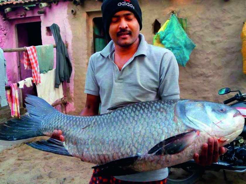 20 kg of fish found in the river Varna, fish of the cystic acid of the osteoporosis | सांगली : वारणा नदीत सापडला वीस किलोचा मासा, मासा अस्थिमत्स्यांच्या सायप्रिनिड कुळातील कटला वंशाचा