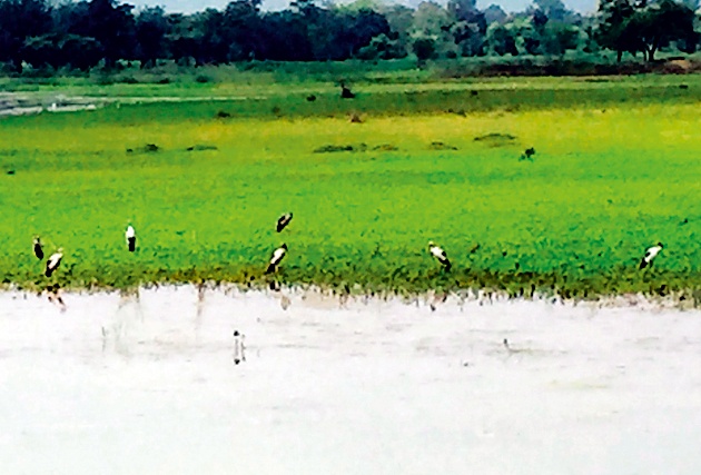 Foreign birds hunting on Sindpuri lake | सिंदपुरी तलावावर विदेशी पक्ष्यांची शिकार