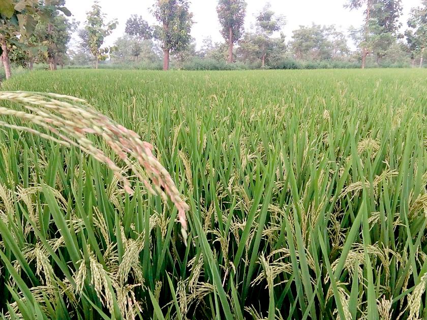  Paddy escapes, but there is no grain in it | धान निसवले पण लोंबीत दाणाच नाही