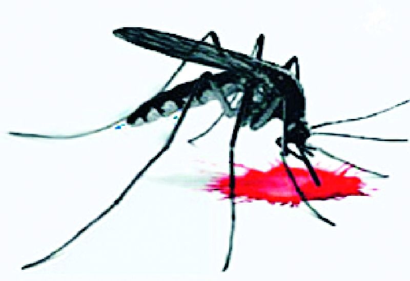 Dengue outbreaks in Kondha | कोंढा येथे डेंग्यूचा प्रकोप