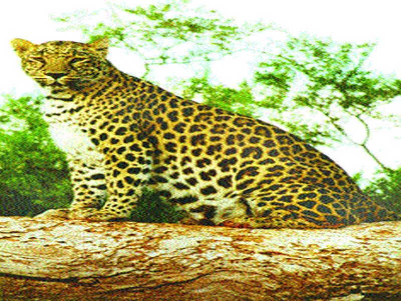 Leopard-free communication in Brahmanawadi area of ​​Sinnar taluka | सिन्नर तालुक्यातील ब्राह्मणवाडे परिसरात बिबट्याचा मुक्त संचार
