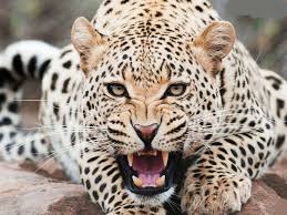 The calf killed in Mahdevpura Leopard attack | महादेवपूरला बिबट्याच्या हल्ल्यात वासरू ठार