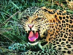 The village stays awake all night with the terror of leopards! | बिबट्याच्या दहशतीने गाव रात्रभर जागे!