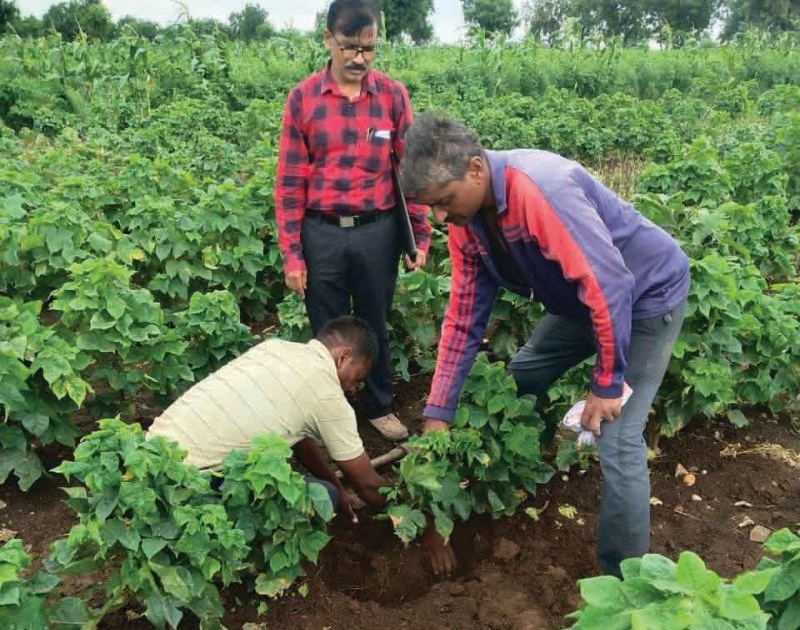 Outbreak of unknown disease on cotton in Motala taluka | मोताळा तालुक्यात कपाशीवर अज्ञात रोगाचा प्रादूर्भाव