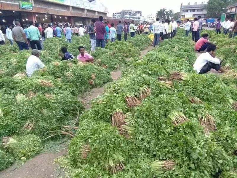Cilantro costs Rs 70; Leafy vegetables on the rise in Nashik | कोथिंबीर ७० रुपये जुडी ; नाशकात पालेभाज्या तेजीत