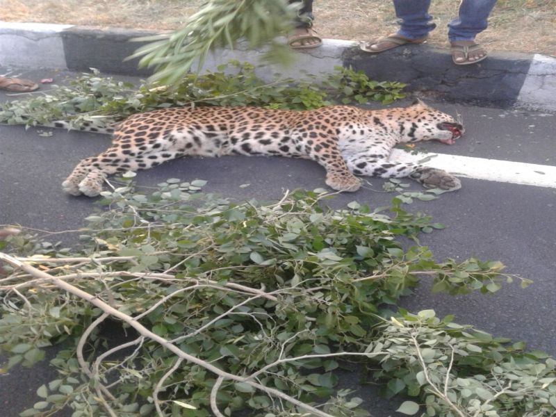 Leopard found dead in highway | महामार्गावर आढळला मृतावस्थेत बिबट्या