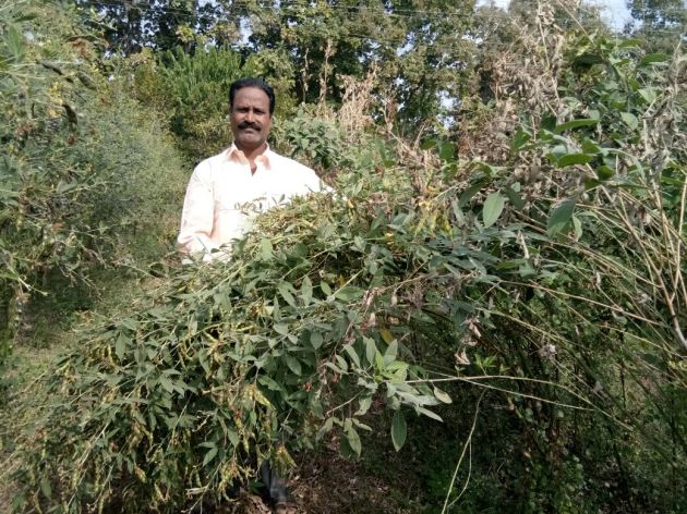 The crop of six seeds pulses developed by the farmer from Chandrapur district | चंद्रपूर जिल्ह्यातील शेतकऱ्याने विकसित केले सहा दाण्यांच्या तुरीचे वाण