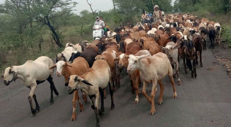 Migratory shepherds in trouble due to lockdown | लॉकडाऊनमुळे स्थलांतरण करणारे मेंढपाळ अडचणीत