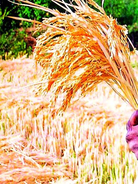 Decreased average production of rice in Sindhevahi taluka | सिंदेवाही तालुक्यात धानाच्या सरासरी उत्पादनात घट