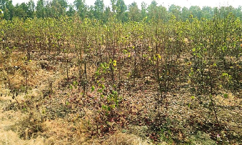 Cotton disappears on the mountain between two extremes | दोन वेच्यातच पहाडावरील कापूस गायब