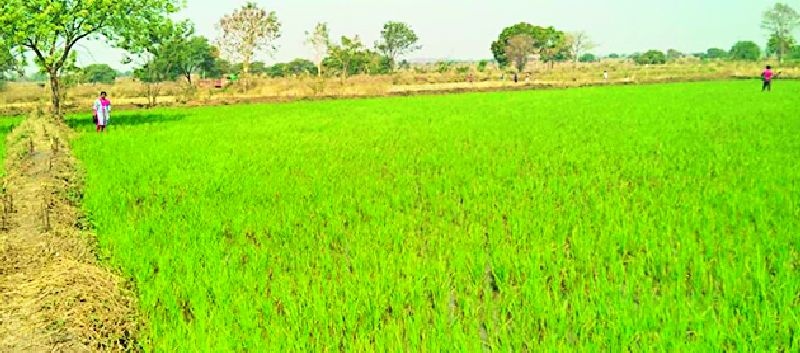 This year due to irrigation, the cultivation of rabi season increased | सिंचनामुळे यंदा रब्बी हंगाम लागवड क्षेत्र वाढले