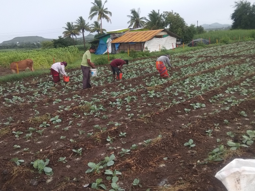 Preference is given to cabbage cultivation in Hinganvedhe Shivara | हिंगणवेढे शिवारात कोबी लागवडीस प्राधान्य