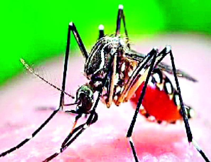 Dengue Prevention Awareness | डेंग्यू प्रतिबंधात्मक जागृती