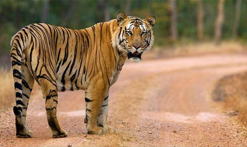 Is tiger important or man? | वाघ महत्वाचा की माणूस?