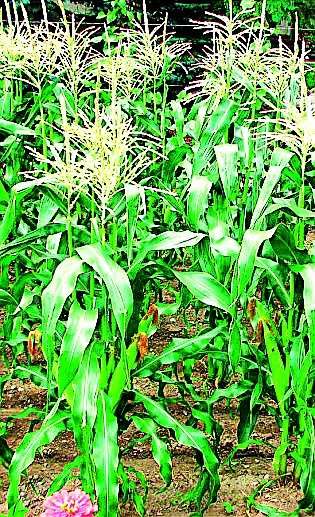 Rabi crops sowing decreased | रबी पिकांची पेरणी घटली