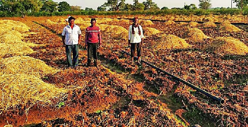 Farmers' attitude towards Carle crop | कारले पिकाकडे शेतकऱ्यांचा कल