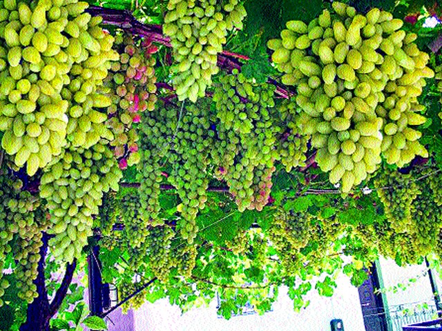 The loss of billions of grape planters | द्राक्ष बागायतदारांचे कोट्यवधींचे नुकसान