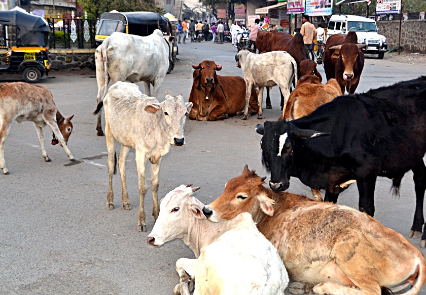 Kondwade closed; Than on the streets of Mokat animals | कोंडवाडे बंद; मोकाट जनावरांचे रस्त्यावर ठाण