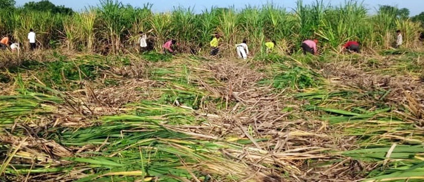 The villagers have come to take free sugarcane | मोफत ऊस नेण्यासाठी सरसावले ग्रामस्थ