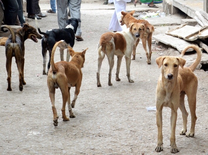 Dogs bite 269 people in 21 days | २१ दिवसांत २६९ जणांना कुत्र्यांचा चावा