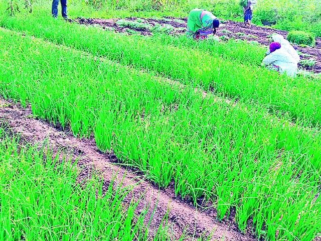 Onion cultivation speed in Kawadadra area | कवडदरा परिसरात कांदा लागवडीस वेग