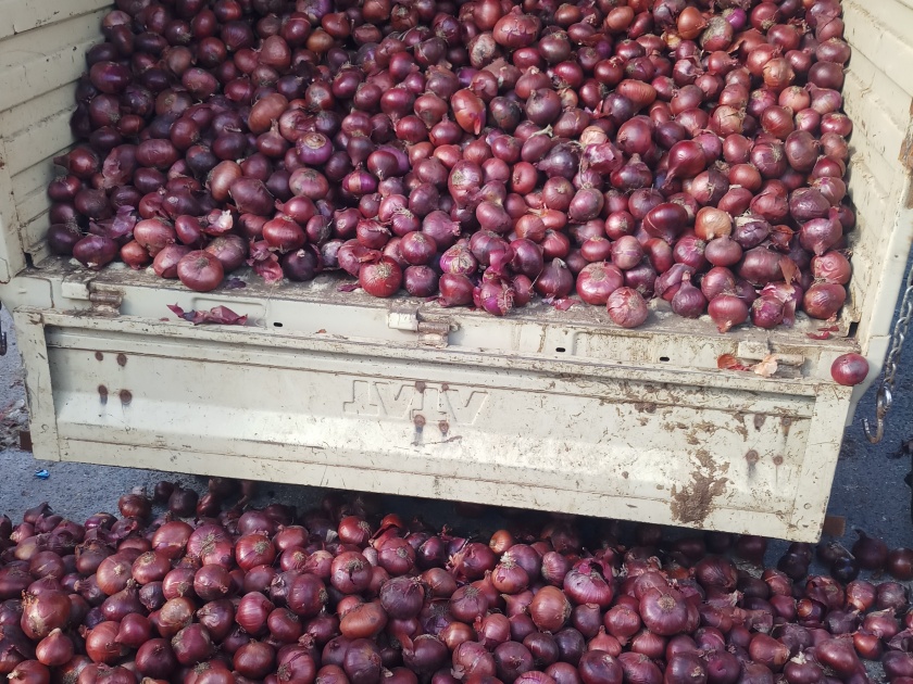 Egypt's onion goes to Lasalgaon | इजिप्तचा कांदा लासलगावला