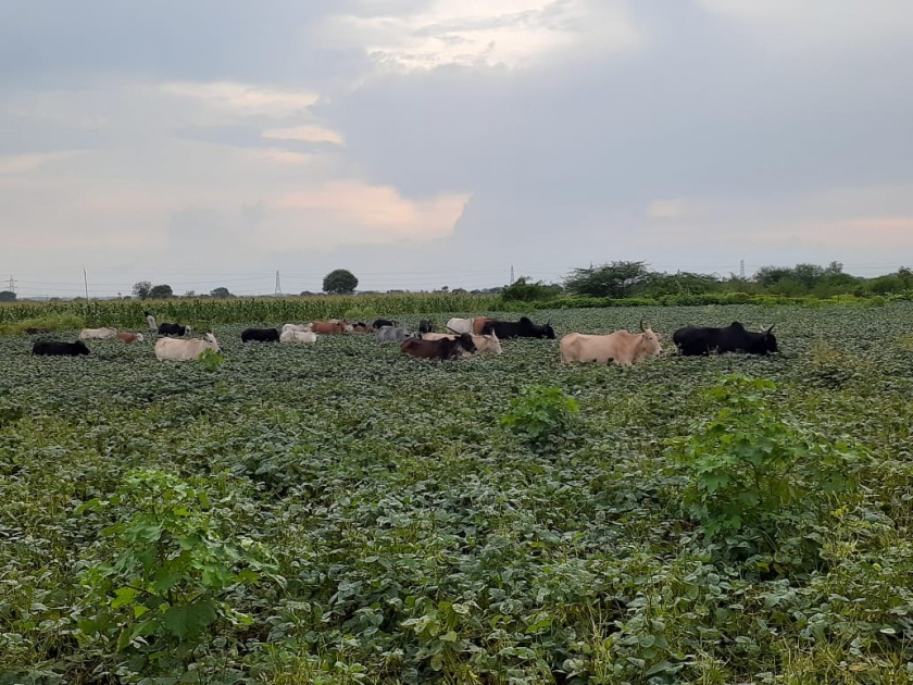 Farmers suffer from lasalgavi mokat cattle | लासलगावी मोकाट जनावरांमुळे शेतकरी त्रस्त