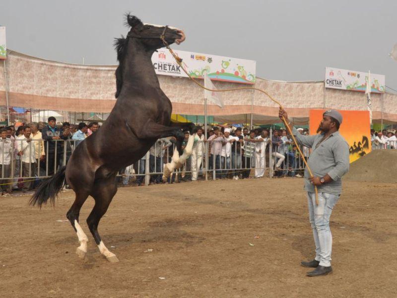 Sale of one crore horses in four days during the Sarangkheda yatra | सारंगखेडा यात्रेत चार दिवसात एक कोटींच्या घोड्यांची विक्री