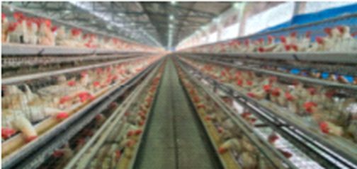 District Collector orders survey of poultry in Navapur | नवापुरातील पोल्ट्रीचे सर्वेक्षण करण्याचे जिल्हाधिकाऱ्यांचे आदेश