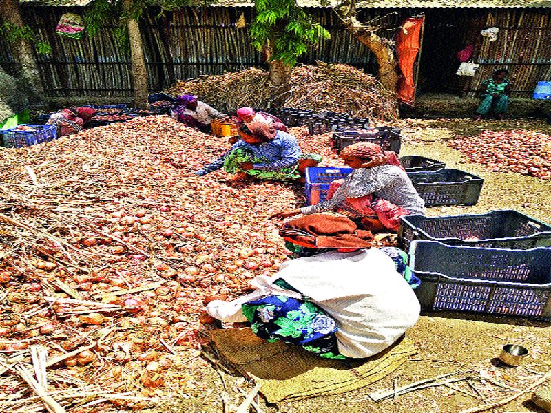 Biliraja Havalli: Stocks without a feeling, yesterday's record production of onions in Devgaon area | बळीराजा हवालदिल : भाव नसल्याने साठवणुकीकडे कल देवगाव परिसरात कांद्याचे विक्रमी उत्पादन