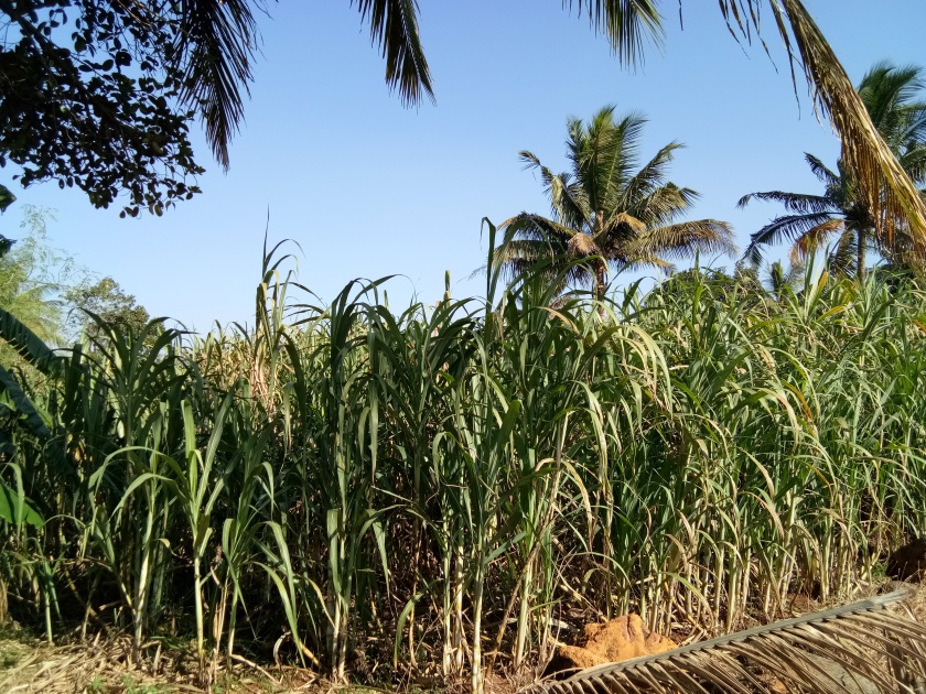 Ratnagiri: Sugarcane is planted tonalry in red soil, in the eastern part of Rajapur | रत्नागिरी : लाल मातीतही टनावारी ऊस, राजापूरच्या पूर्व भागात लागवड