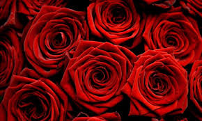 The price of a rose in the week of love | प्रेमाच्या सप्ताहात गुलाबाने घेतला भाव