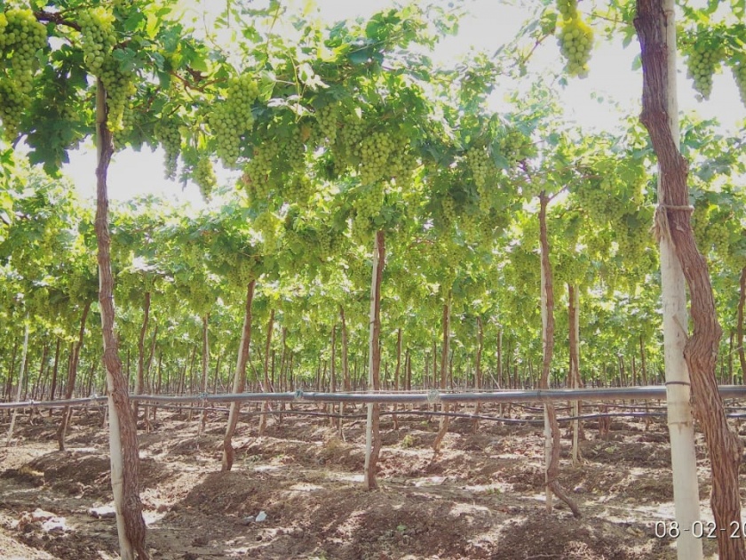 Nifad's mercury is threatened by grape manufacturers at six degrees | निफाडचा पारा सहा अंशावर, द्राक्ष उत्पादक धास्तावले